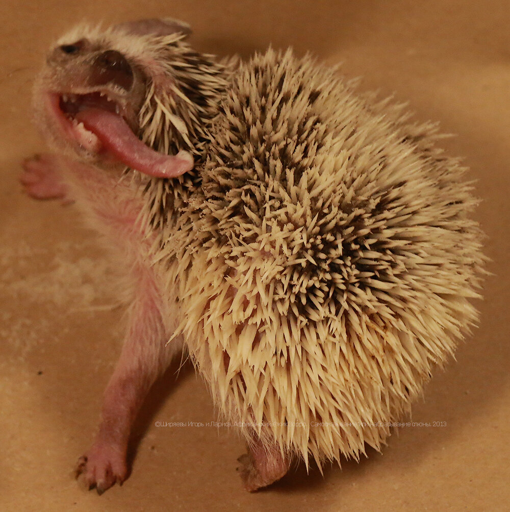 Вот такой ежик.. Чем не кошка на окошке..