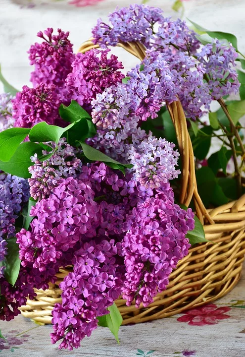 https://pixabay.com/photos/lilac-flower-basket-flowers-plant-3366458/