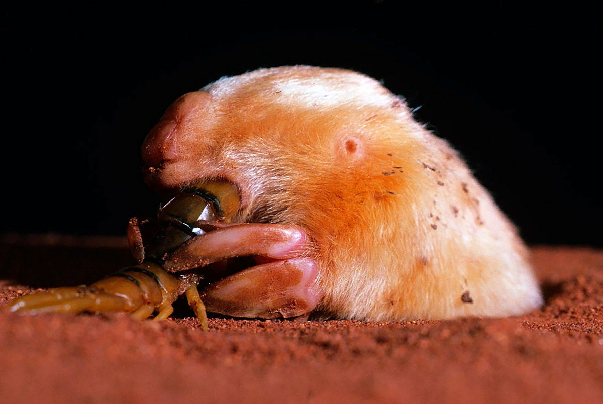 Золотой крот в африке. Австралийский сумчатый крот. сумчатый крот (notoryctes typhlops). отряд сумчатые кроты notoryctemorphia. notoryctes typhlops.