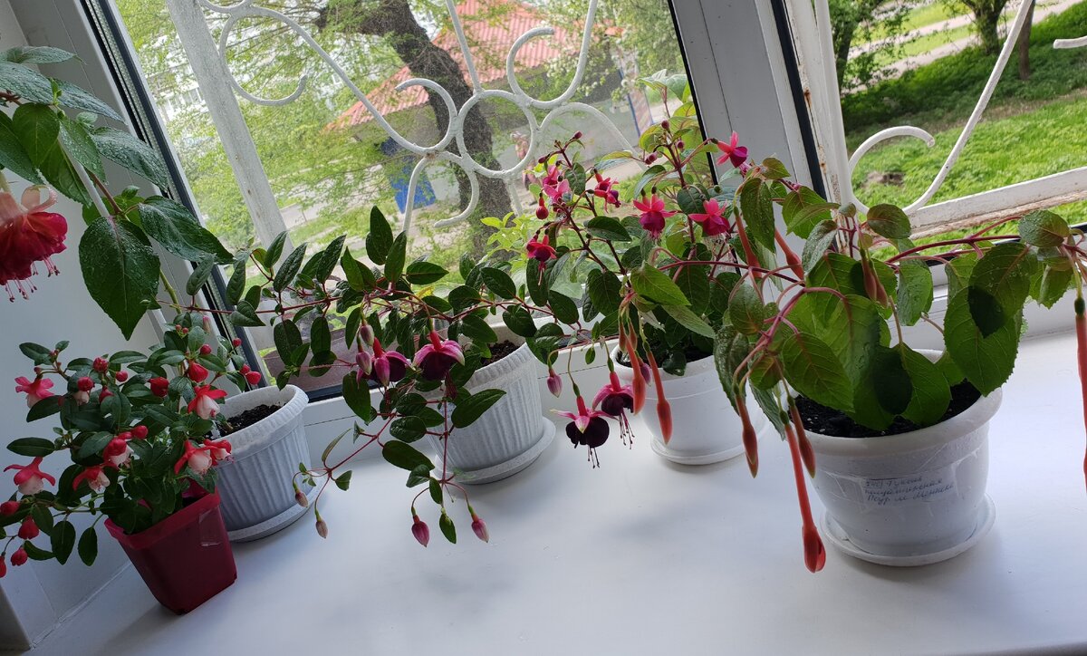 Фото из личного архива. Красавицы ФУКСИИ, в летний период всё окно на кухне с двух сторон обставляю, при цветение всех одновременно-красота не описуемая 