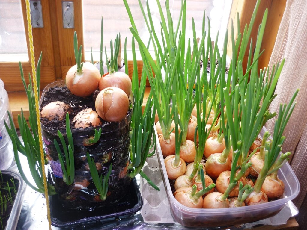 Зелёный лук на подоконнике