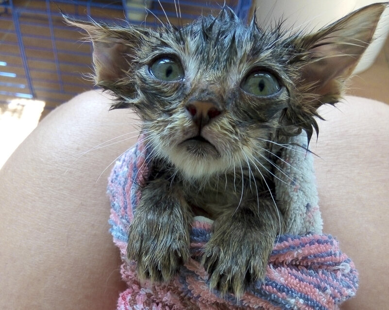 В мокром виде я так себе