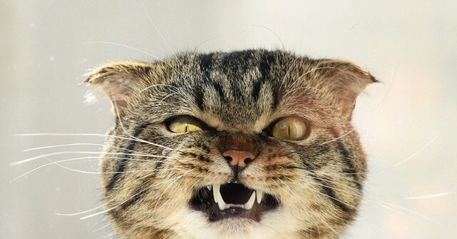 Ффото взято из открытых источников 