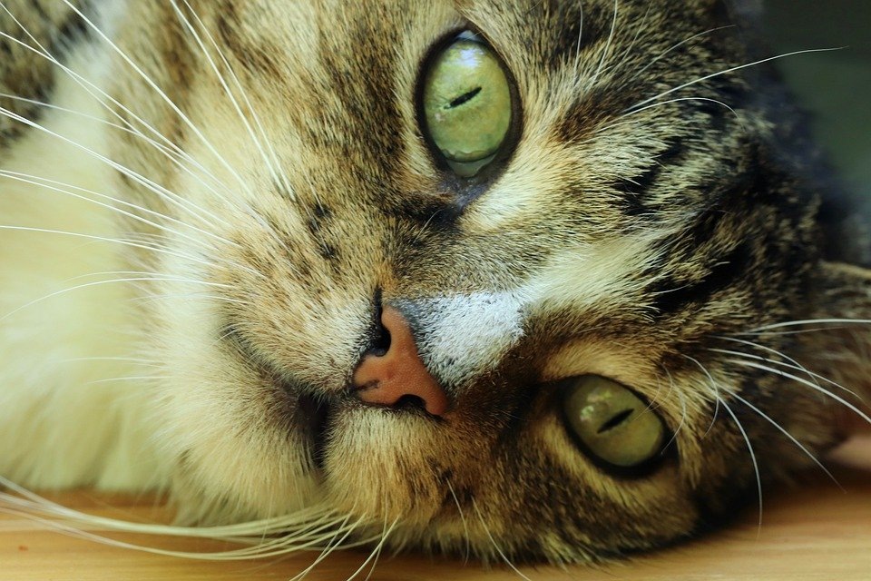 https://cdn.pixabay.com/photo/2019/07/26/08/06/cat-4364174_960_720.jpg