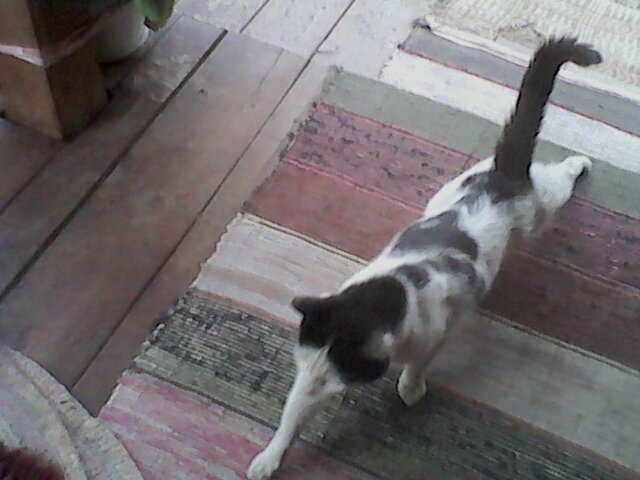 Поест на крылечке и убегал Ося гулять к собратьям своим.