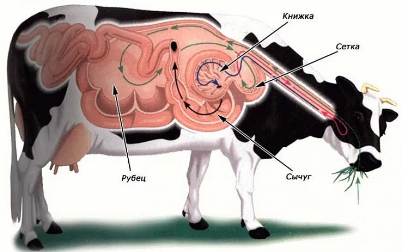 Строение пищеварительного тракта коровы. Система пищеварения КРС. Пищеварительная система жвачных животных. Сычуг книжка рубец. Сколько человек корова