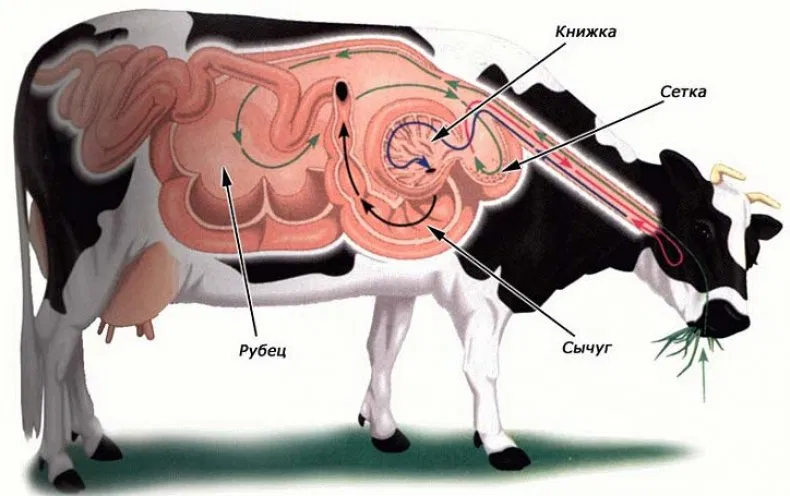 Корова делает теленка. Строение пищеварительного тракта у коровы. Система пищеварения КРС. Сычуг книжка рубец. Строение желудка жвачных животных сычуг.