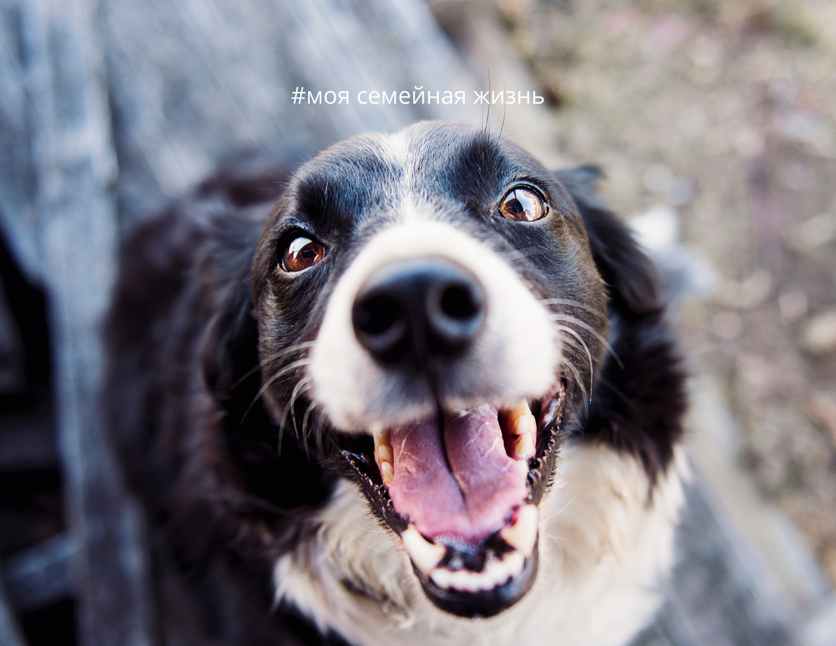 Чувствуя заботу, собака даст Вам гораздо больше.