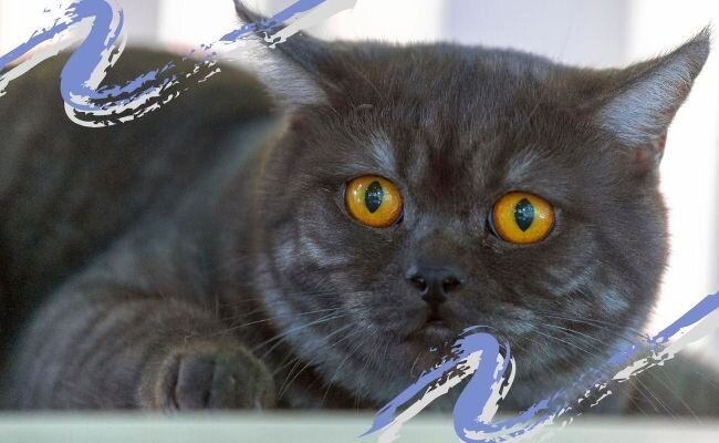 Max_grpo / Canva.com