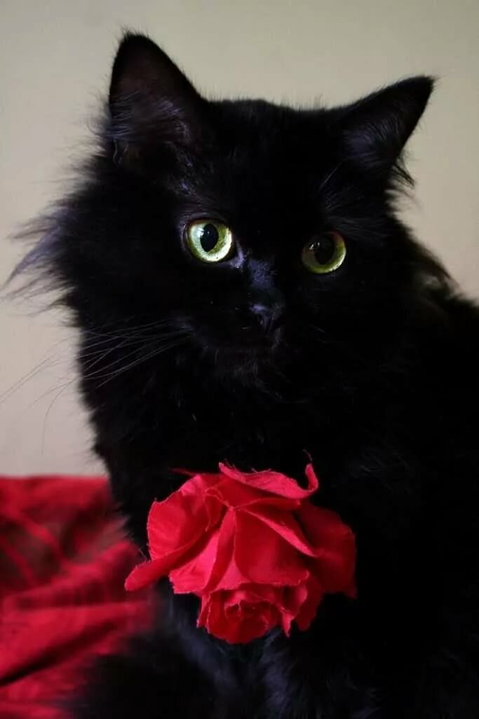 Яндекс-фото