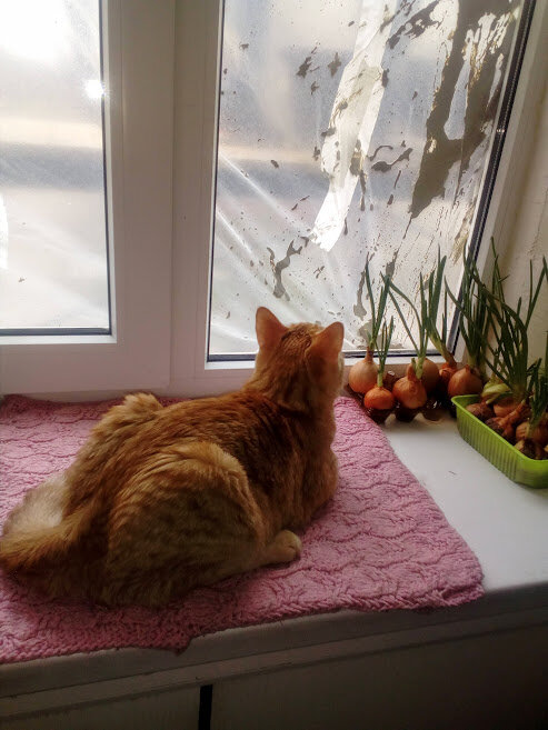 Рыжик и капитальный ремонт. Начало апреля