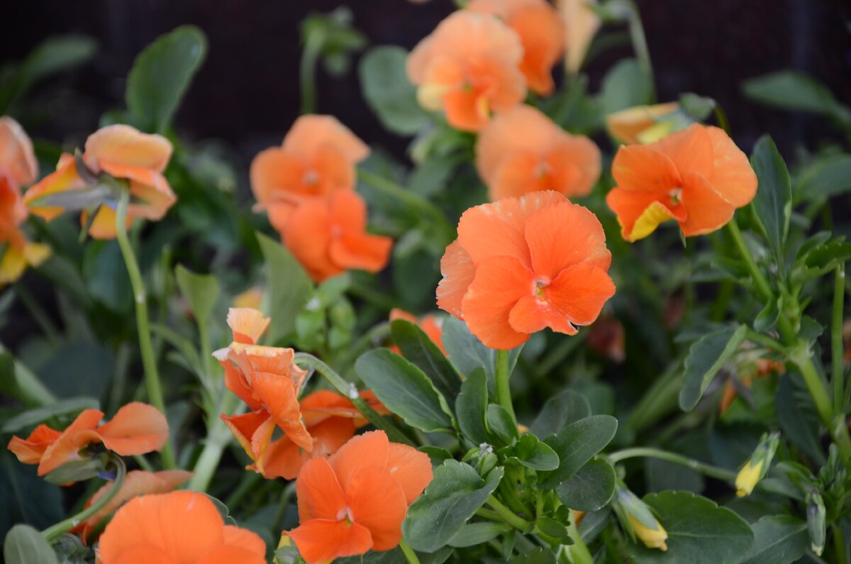 В Красноярске сегодня дождь и град, но всё равно всех с первым днём лета! Фото для хорошего настроения из личного архива автора