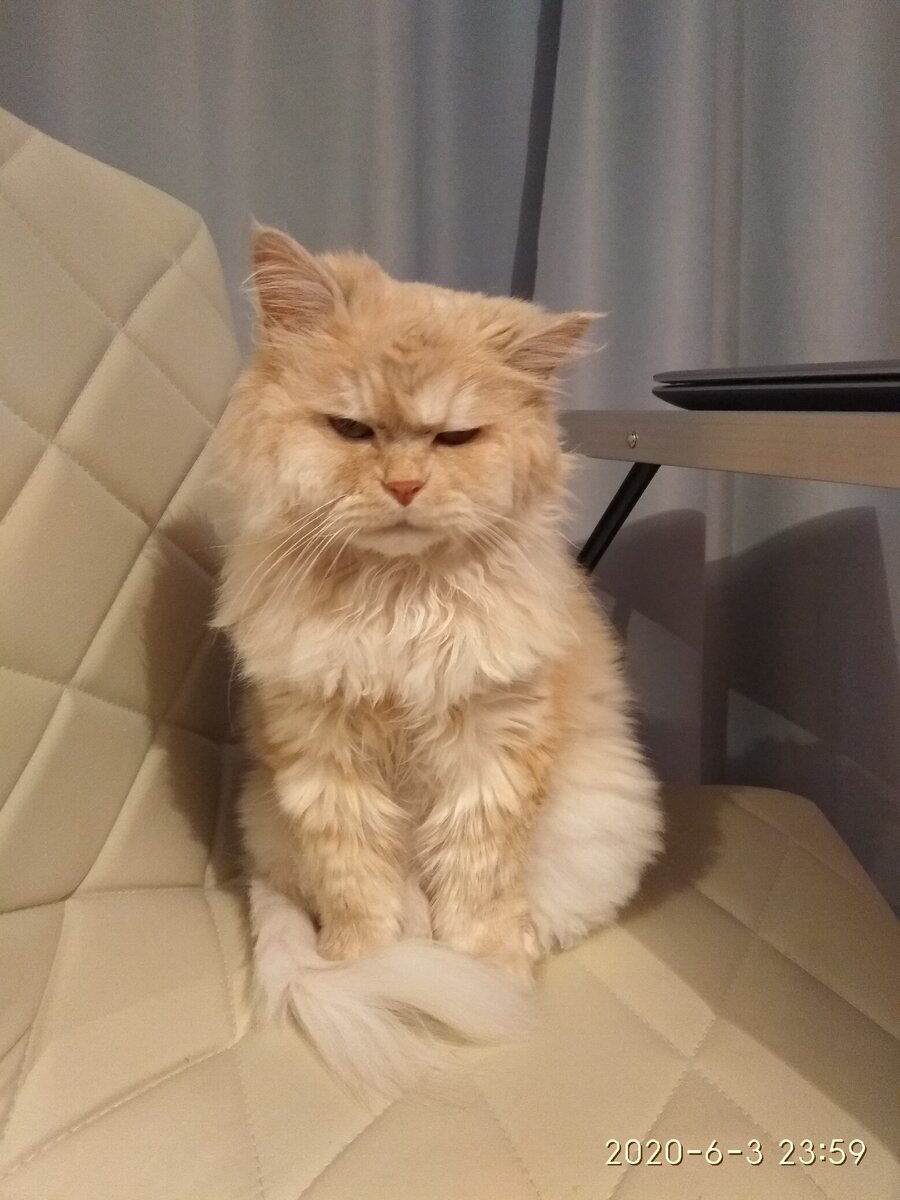 Ну несуразик же. И ухо набекрень)) 