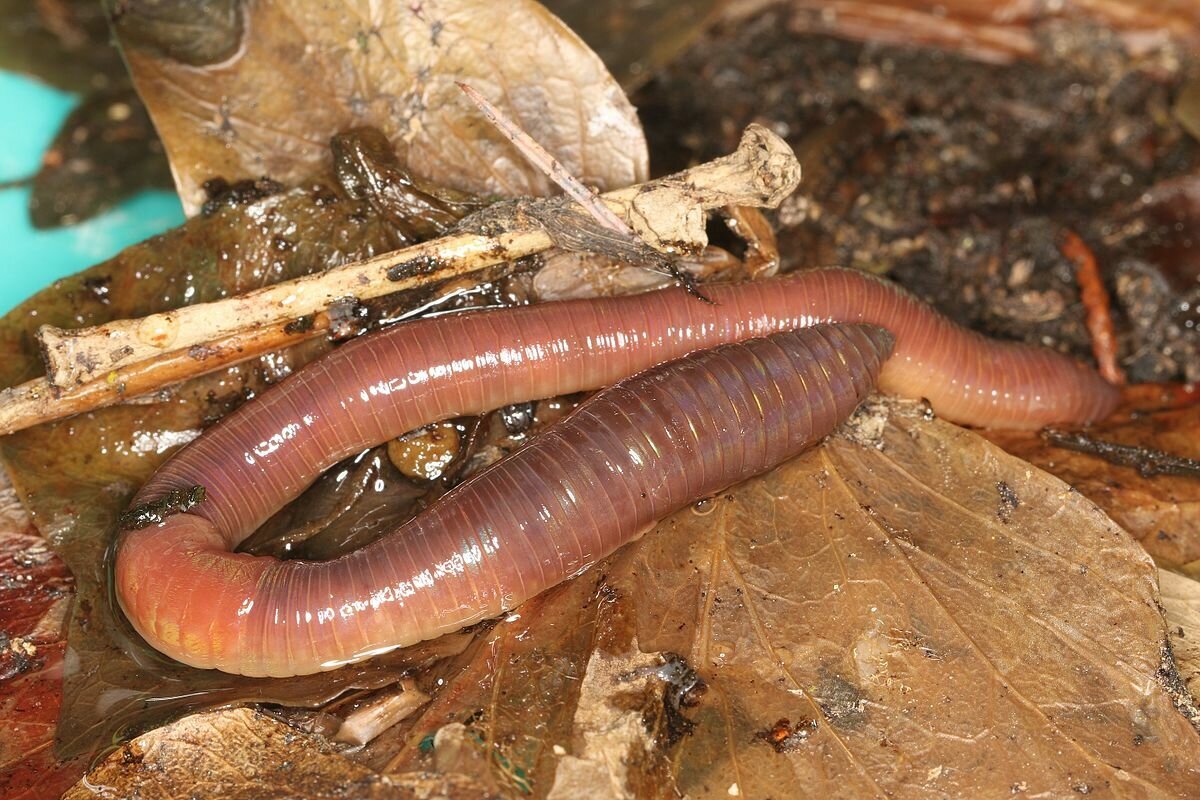Дождевой червь это какой червь. Lumbricus terrestris обыкновенный дождевой червь. Червь Земляной (Lumbricus terrestris). Кольчатые черви дождевые. Кольчатые черви дождевой червь.