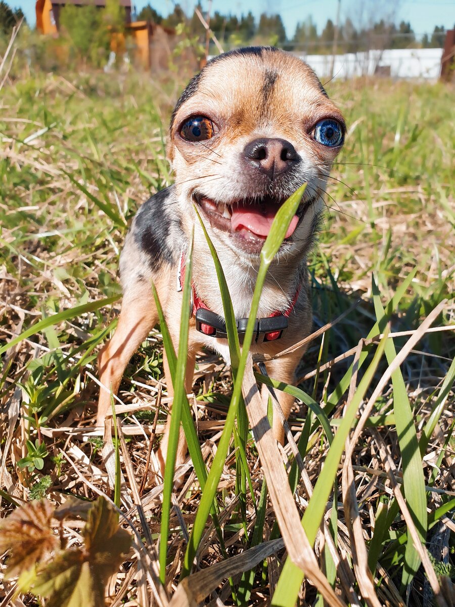 Мия на прогулке