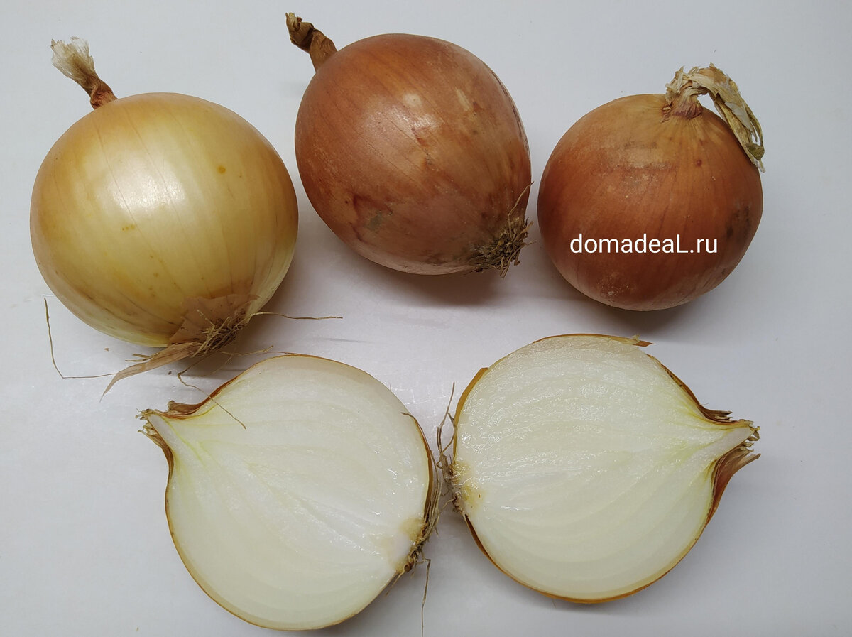 репчатый лук