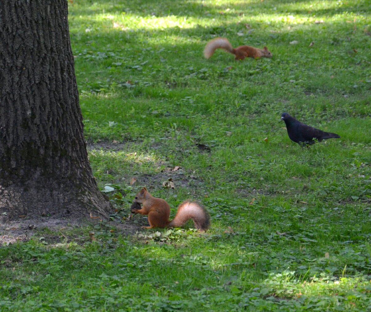 Ну, чем не маленькое стадо из двух белок?)) Гомельский #парк . Фото автора.