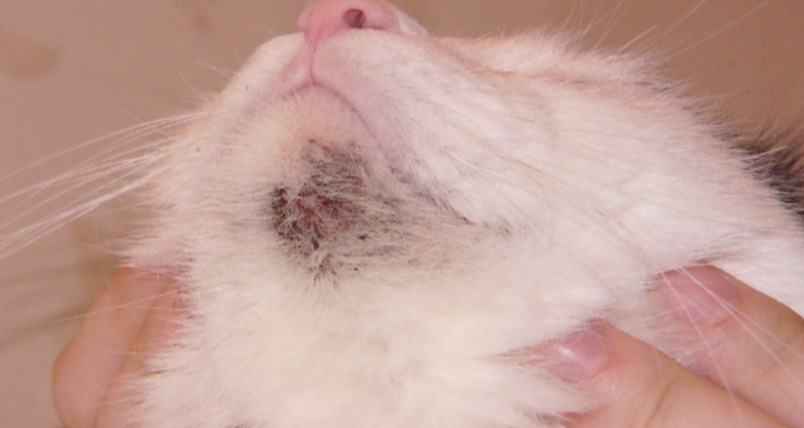 Как лечить акне у кошки: откуда у мурлык прыщи?