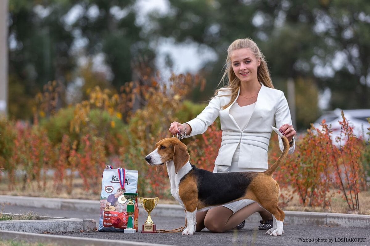 Артезиано-нормандский бассет