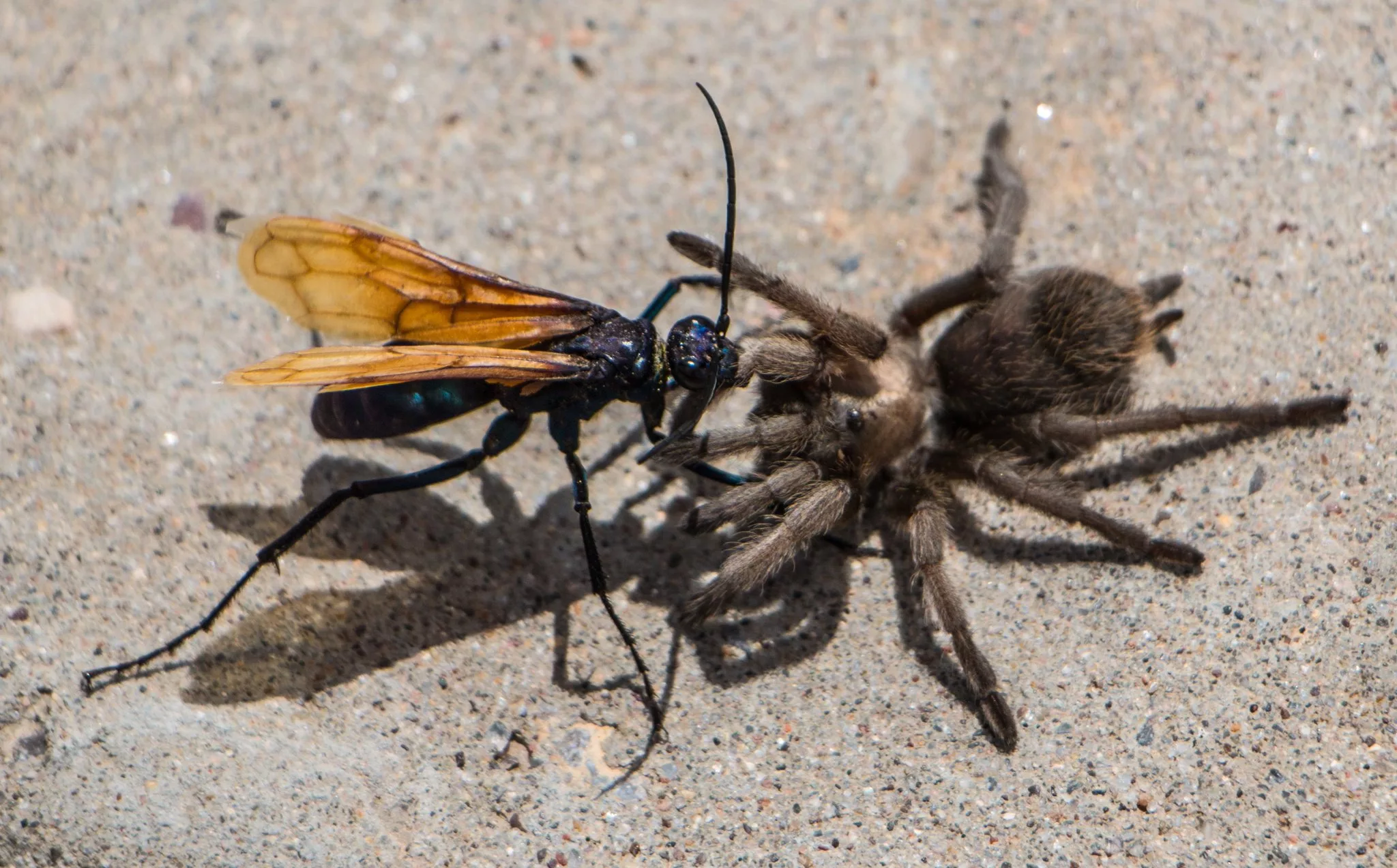 Тарантуловый ястреб. Tarantula Hawk Оса. Тарантуловый ястреб насекомое. Оса тарантуловый ястреб укус.