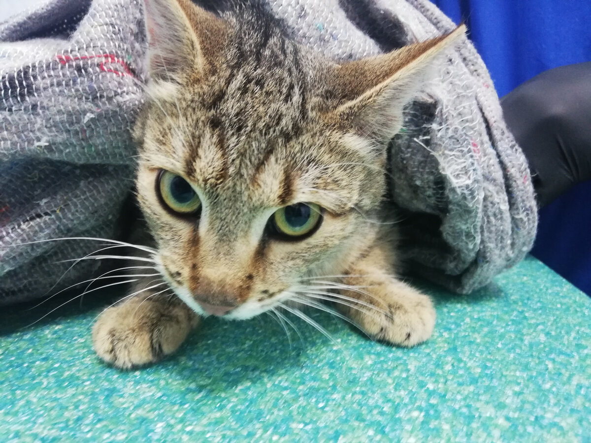 Сандра, которая по нашим подозрениям была котом, на осмотре в Зооцентре