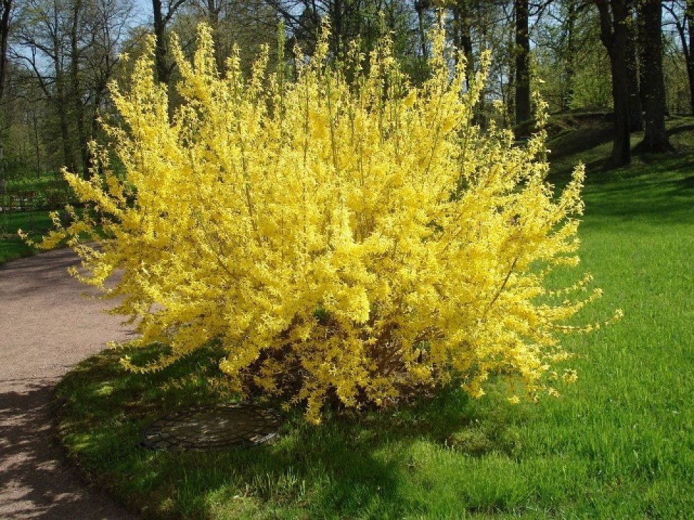 Forsythia variegata