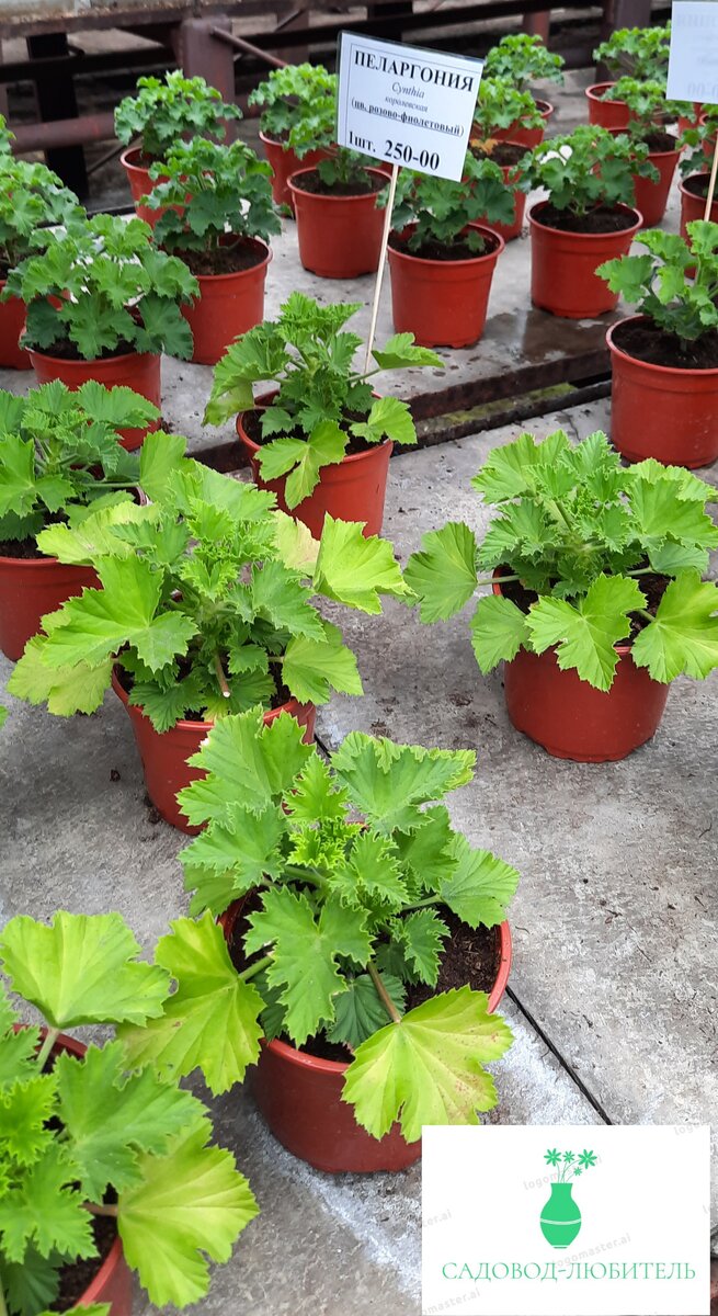 Пеларгонии всего за 250 рублей.