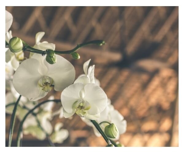 Белая орхидея, источник изображения: https://pixabay.com/ru/