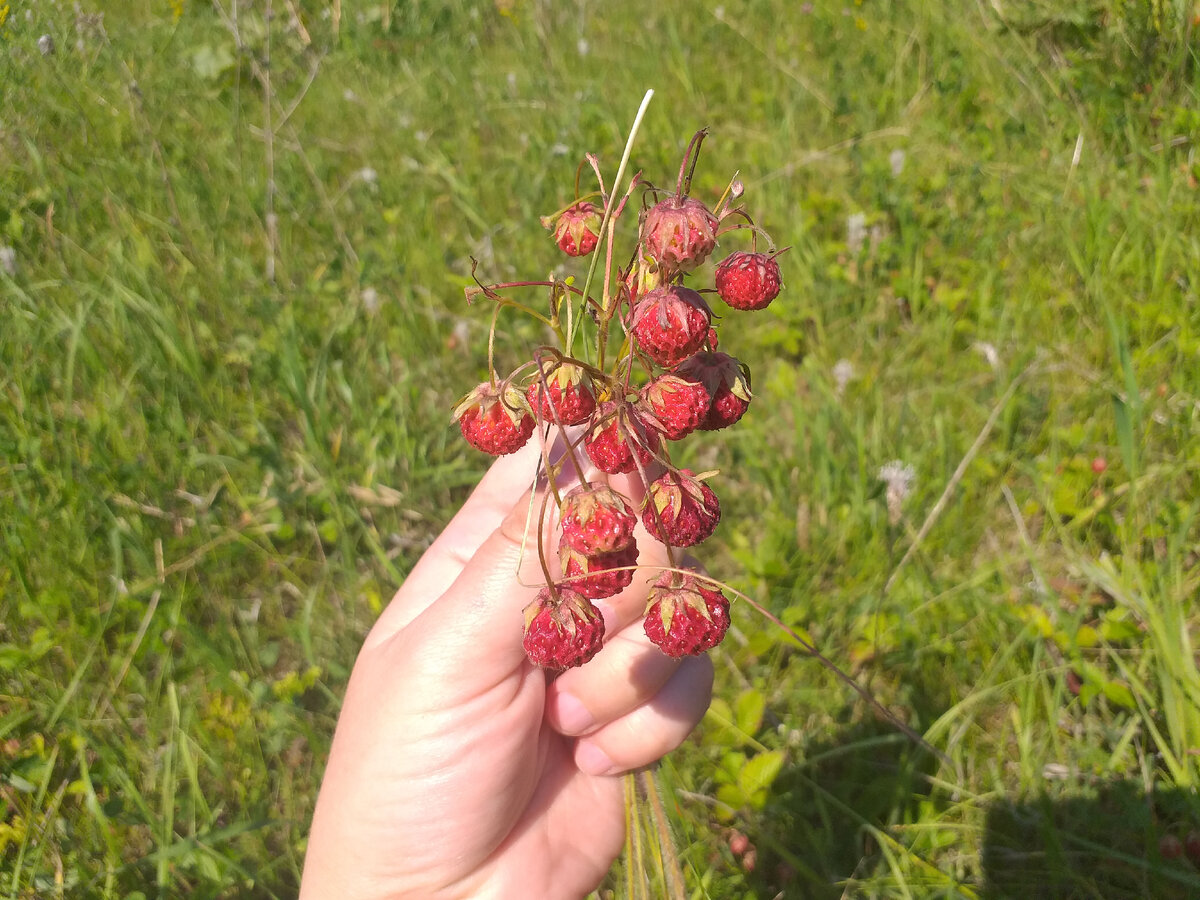 Многие называют эту ягоду земляникой, но это лесная клубника