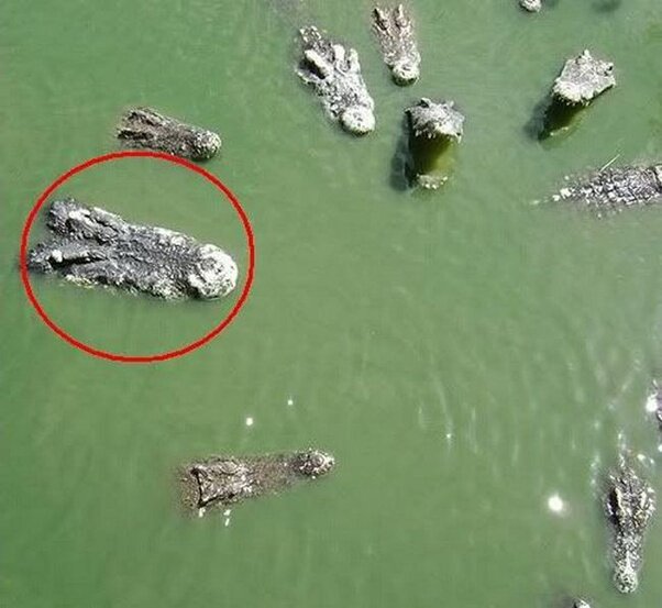 Подозреваемый "Густав". Фото из открытых источников.