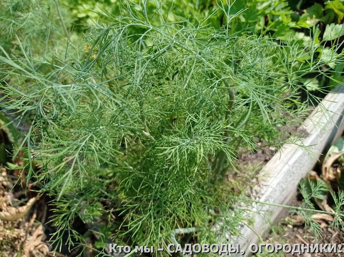 урожай укропа июль 2021