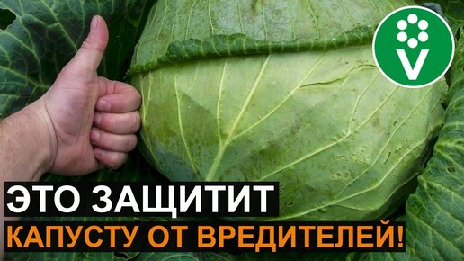 Почему на моей Капусте Нет Вредителей? 3 Абсолютно Безопасных способа ...