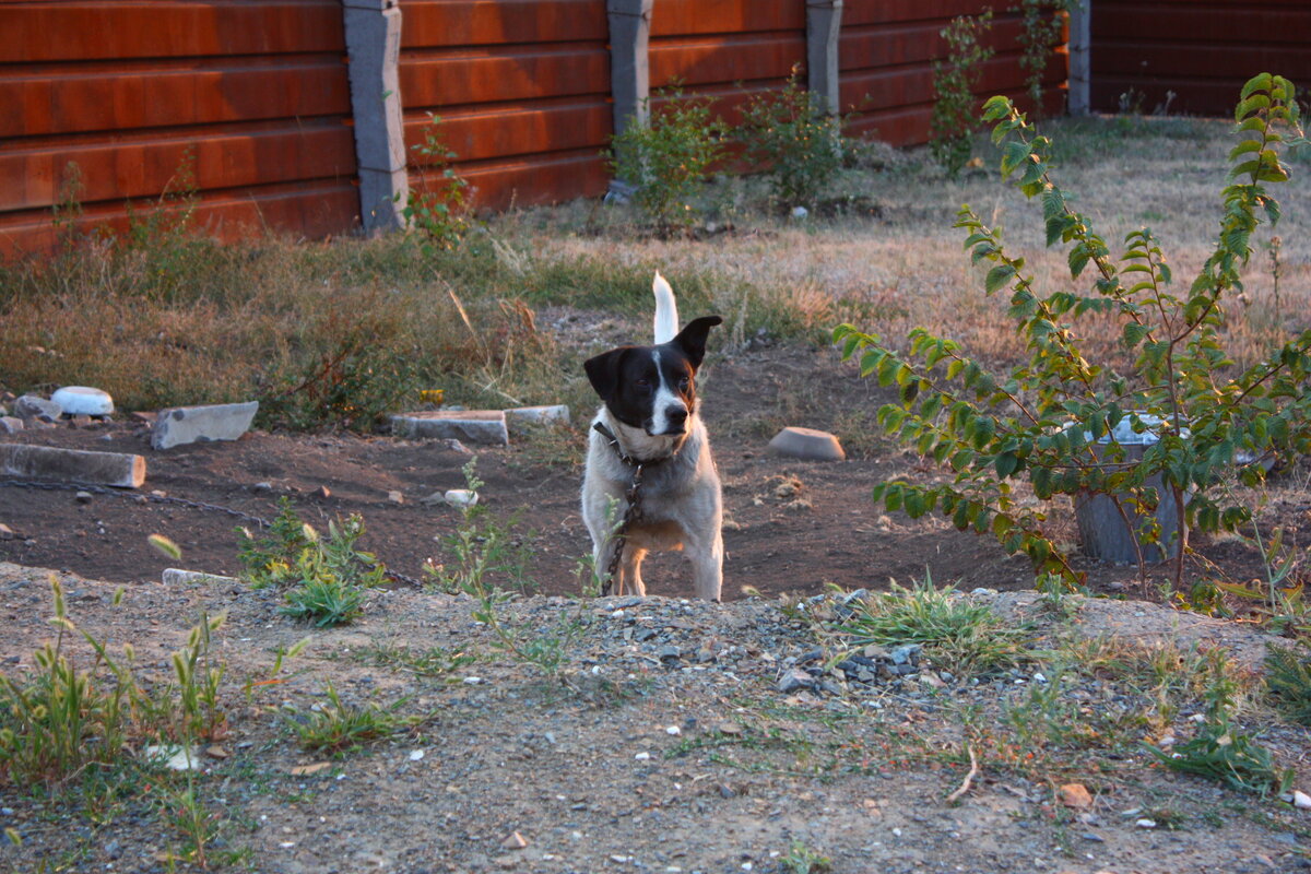 Наша собачка. Фото автора