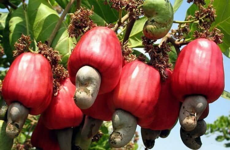 Вот он индейский магический плод!