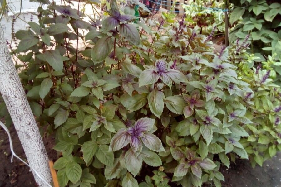 В этом году базилик вырос высоким