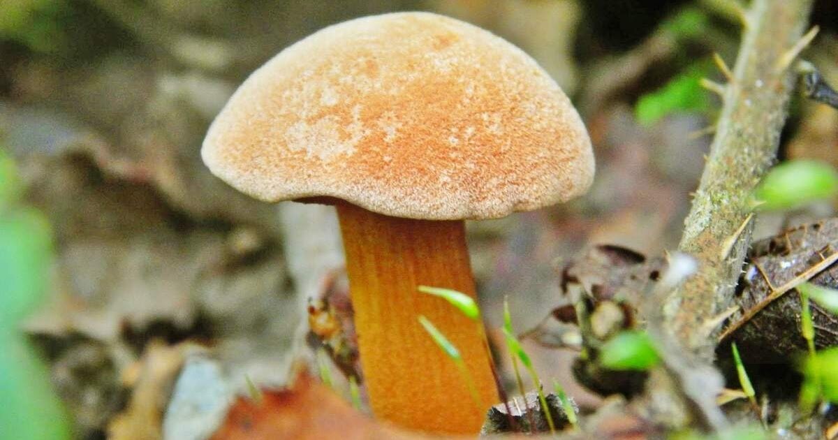 фото из Яндекс. Картинки