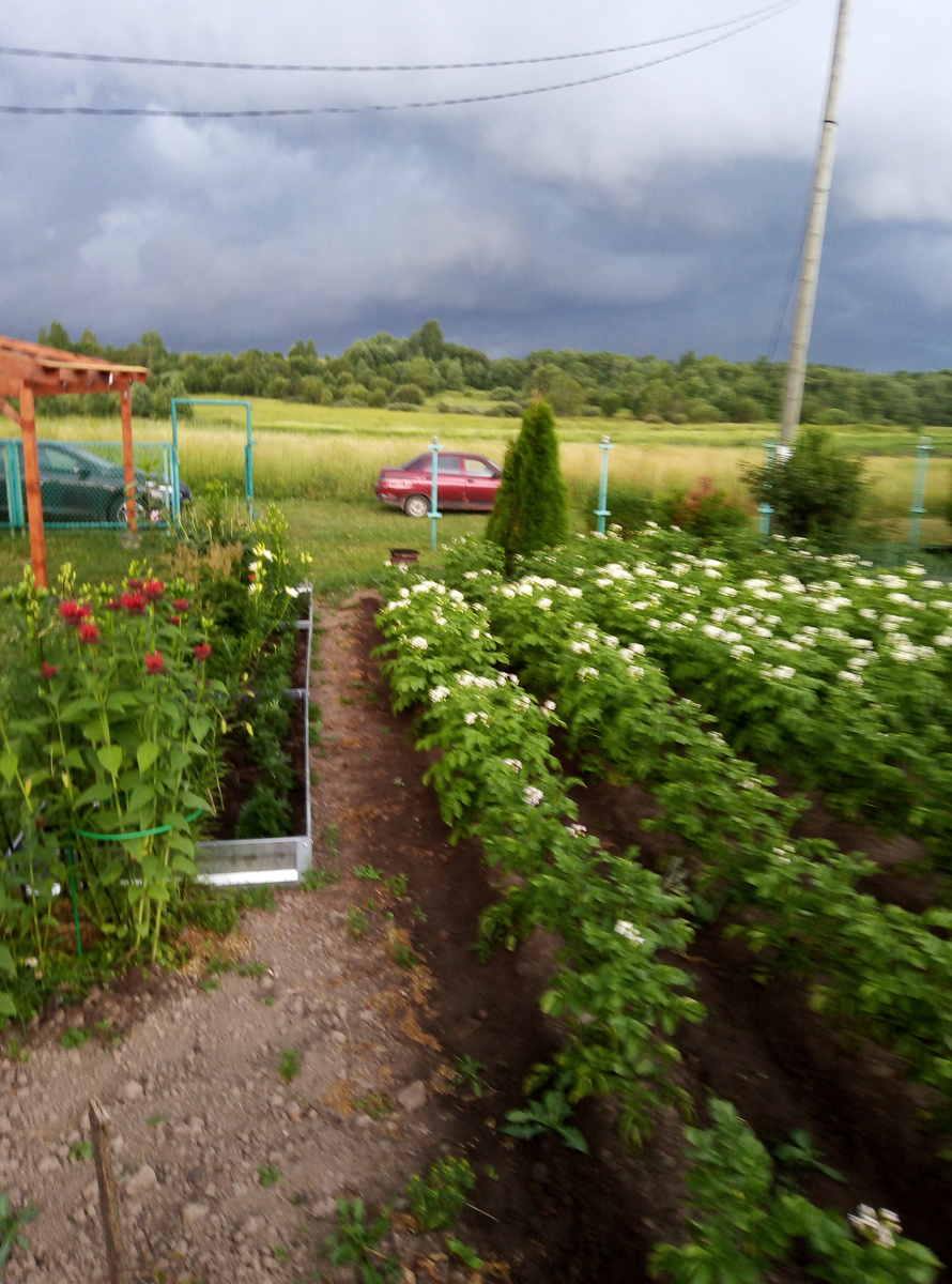 Посадки картофеля. Фото из личного архива