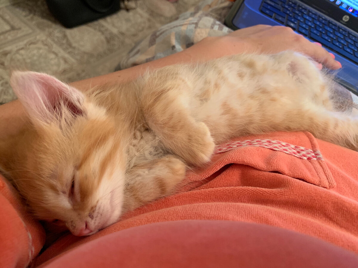 Нянчу Симбу, он тут совсем малыш, один месяц от роду))