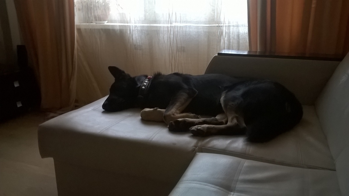 Это не худая собака!!! Это наглый Стингер!