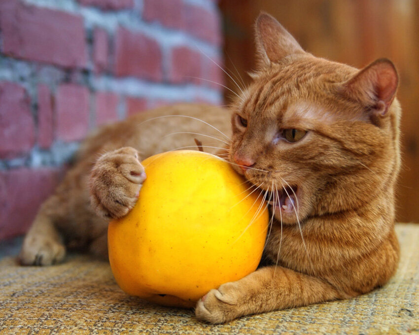 Фото из общедоступных источников