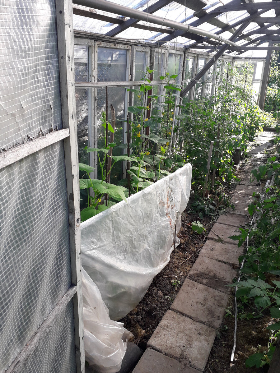 Фото. Ширма из пленки, отгородившая огурцы в теплице от сквозняков.