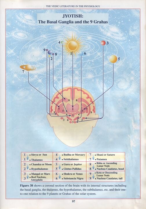 Фото из книги Тони Нейдера "Выражение Веды в физиологии человека"