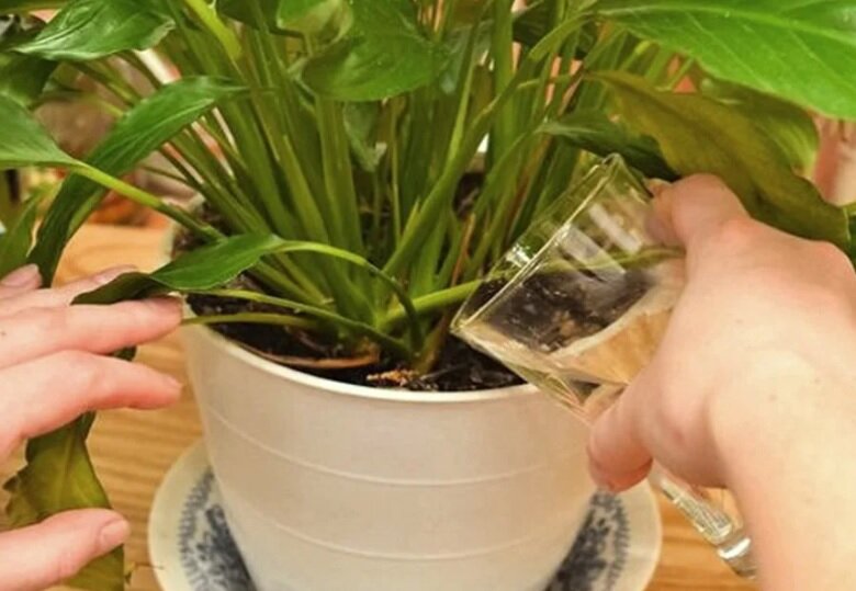 Полив спатифиллума