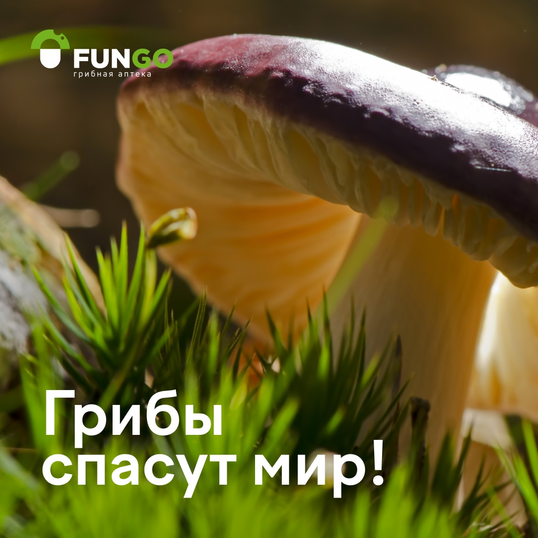 Грибы спасут мир! | Fungo.by | Грибная аптека в Минске | Дзен