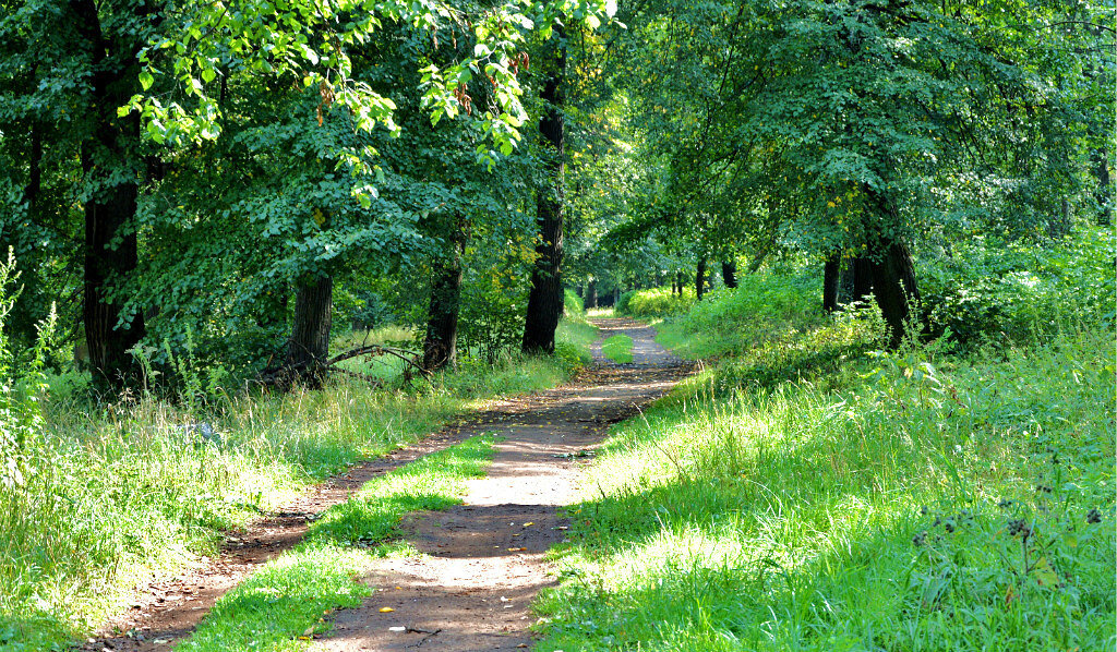 В старом парке