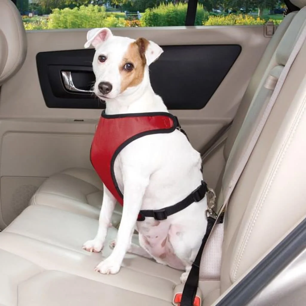 Car 4 pet. Pet Seat Belt. Пристегнутая собака. Шлейка в машину для собак. Собака в машине.