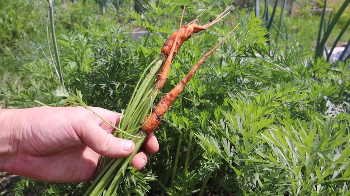 Пропалывая морковь обязательно давайте ее кушать своим домочадцам, это просто витаминная бомба!