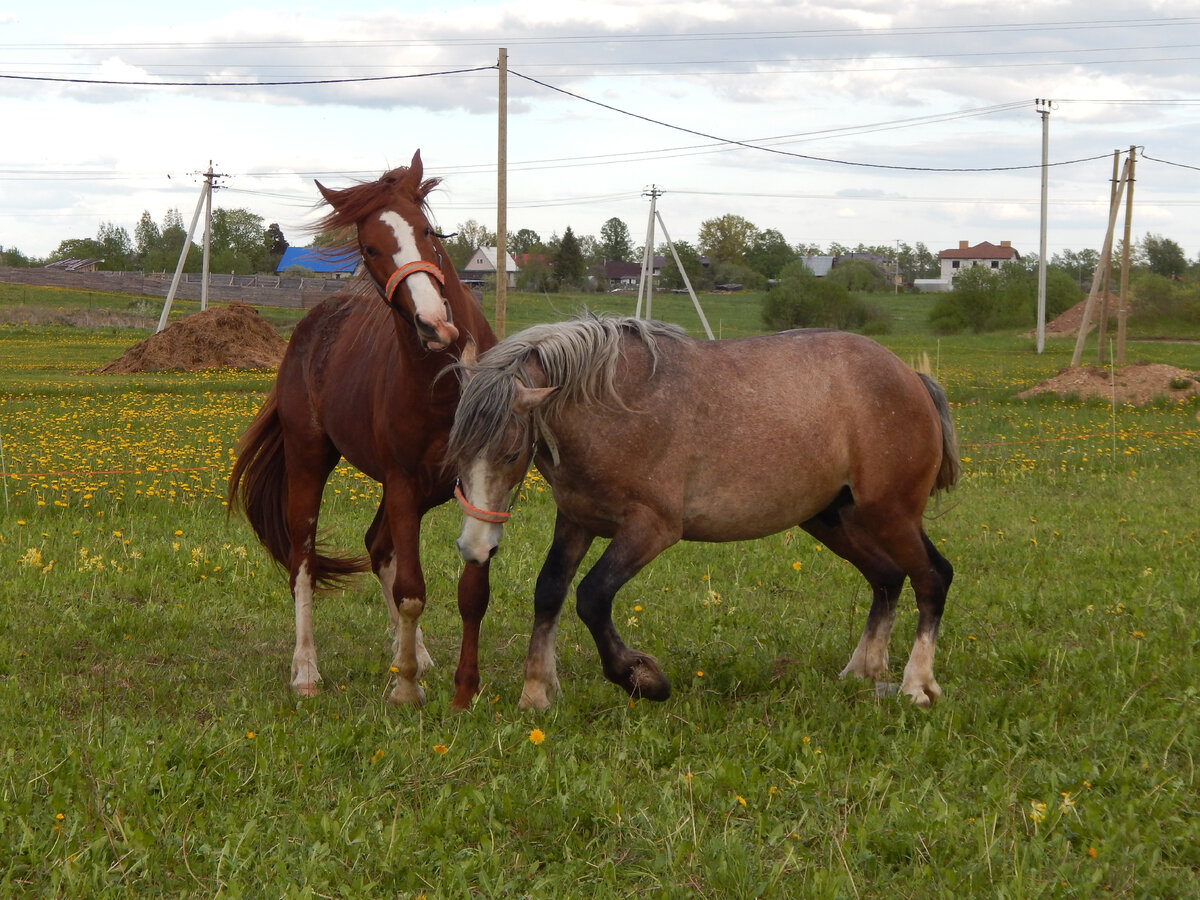 Листайте, чтобы увидеть, как кони играют на свободе