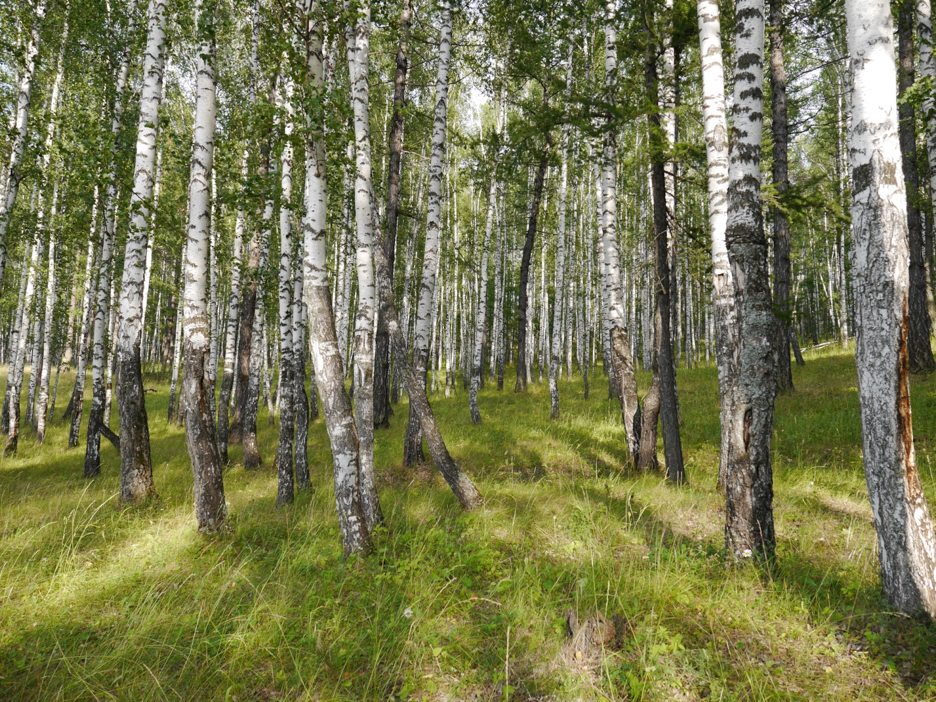 Берёза. Фото из открытых источников.