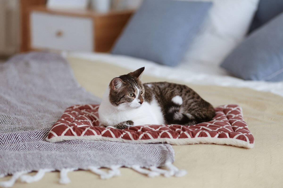 кот купается. кот на скале. кошка спит. кот на пляже.